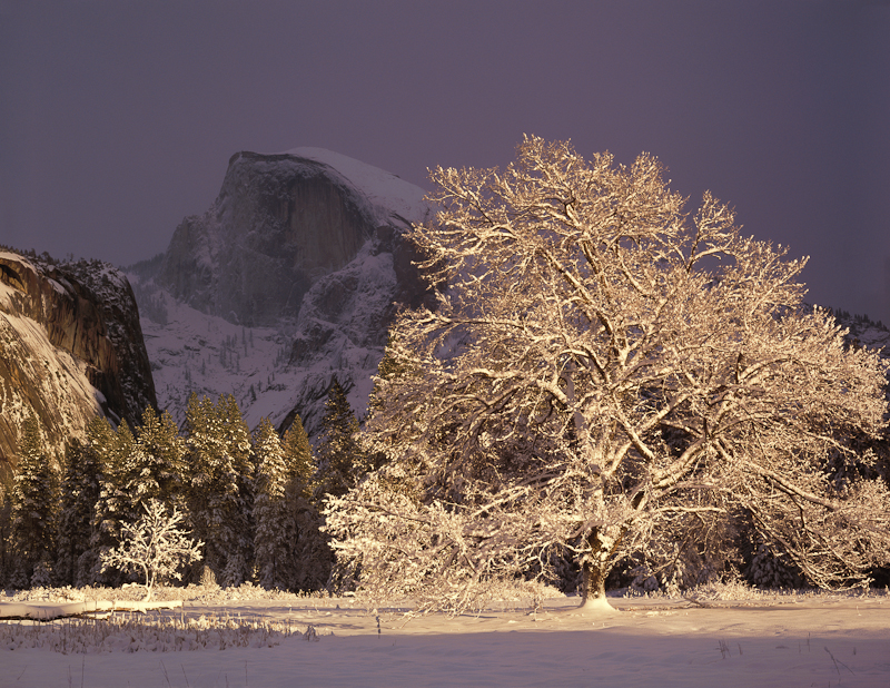 Half Dome and elm tree, winter, Yosemite National Park, California  1990