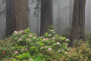 Redwoods & Rhody