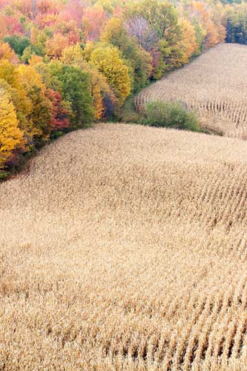 Photographing Fall Colour - Luminous Landscape