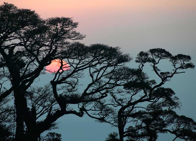 Treeview Sunset Tree-Sunset - Luminous Landscape