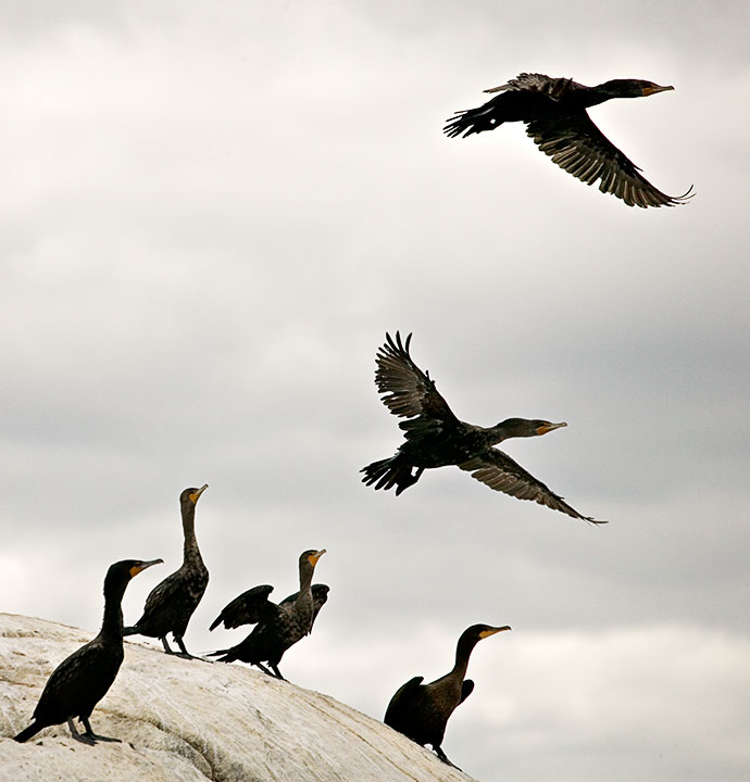 Cormorant Take Off Luminous Landscape