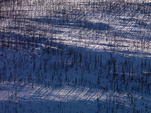 Tree Shadows Along The Steese