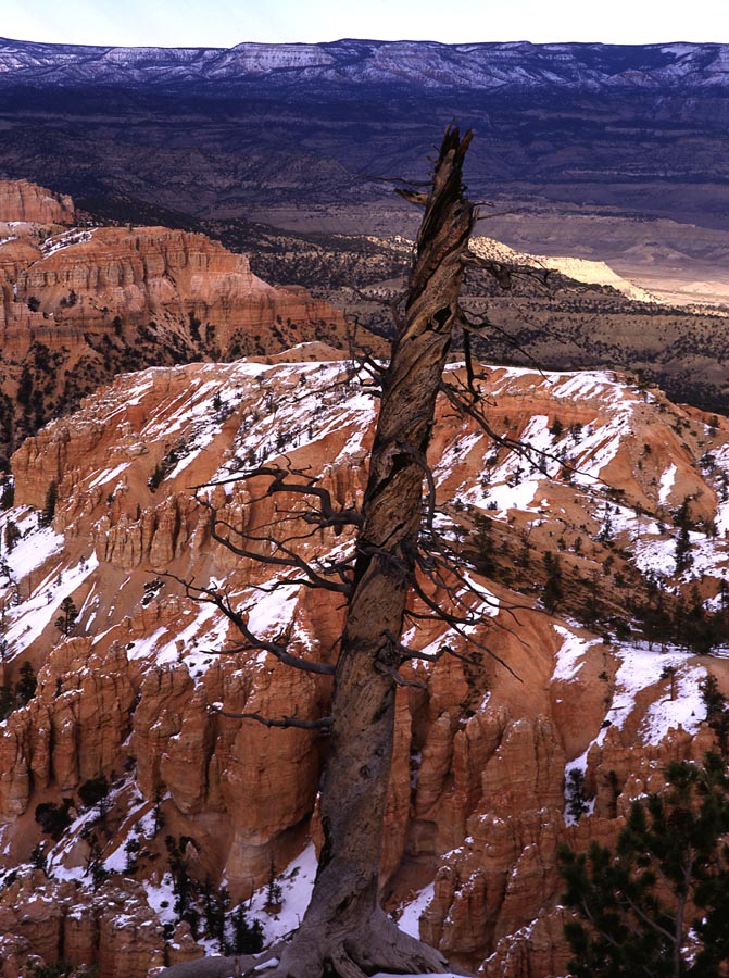 Tootsie Roll Tree - Luminous Landscape