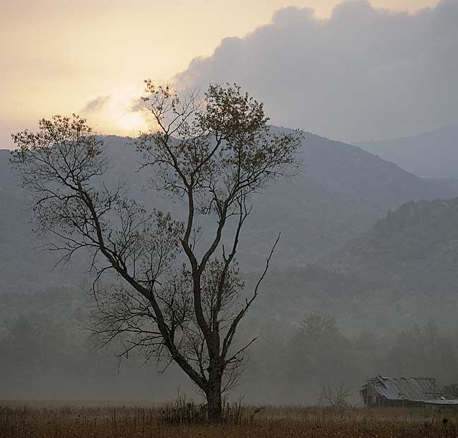 Cades Tree - Luminous Landscape