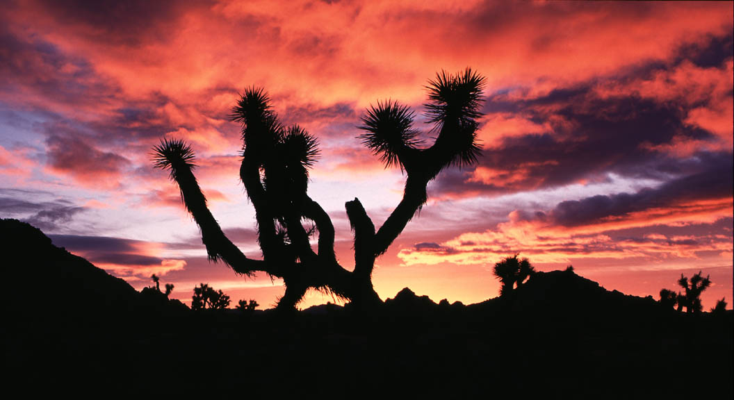 Joshua Tree Sunrise