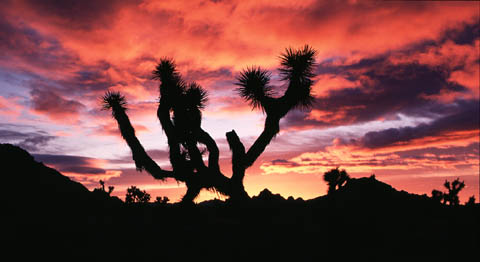 Joshua Tree Sunrise 