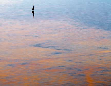 Lone Crane Yucatan, 2002