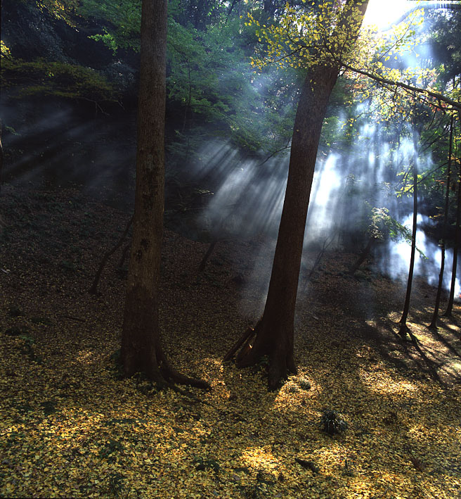 kenchoji-gingko.jpg (207704 bytes)