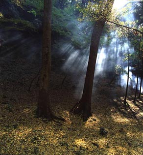 kenchoji-gingko - thumb.JPG (34374 bytes)