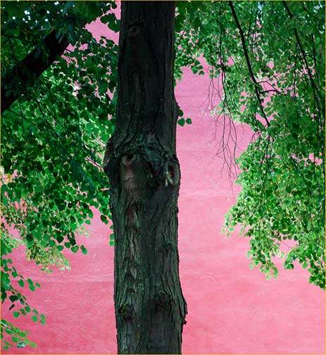 Magenta Wall. Toromnto, July, 2012