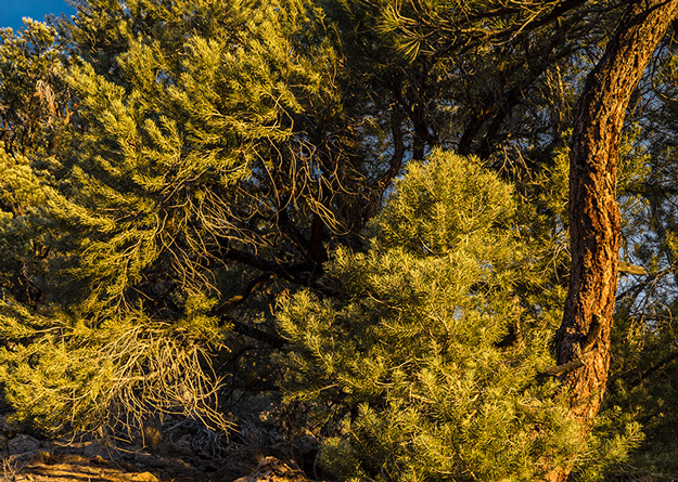 Sony a7R Wishful Thinking - Luminous Landscape